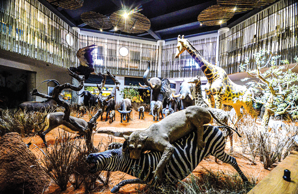 A SER REINAUGURADO AMANHÃ: Museu de História Natural apresenta nova imagem