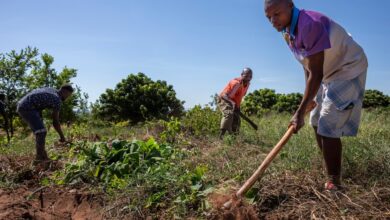 Agricultores desencorajados a praticar queimadas