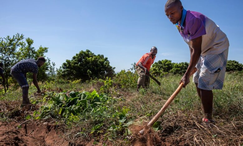 Agricultores desencorajados a praticar queimadas