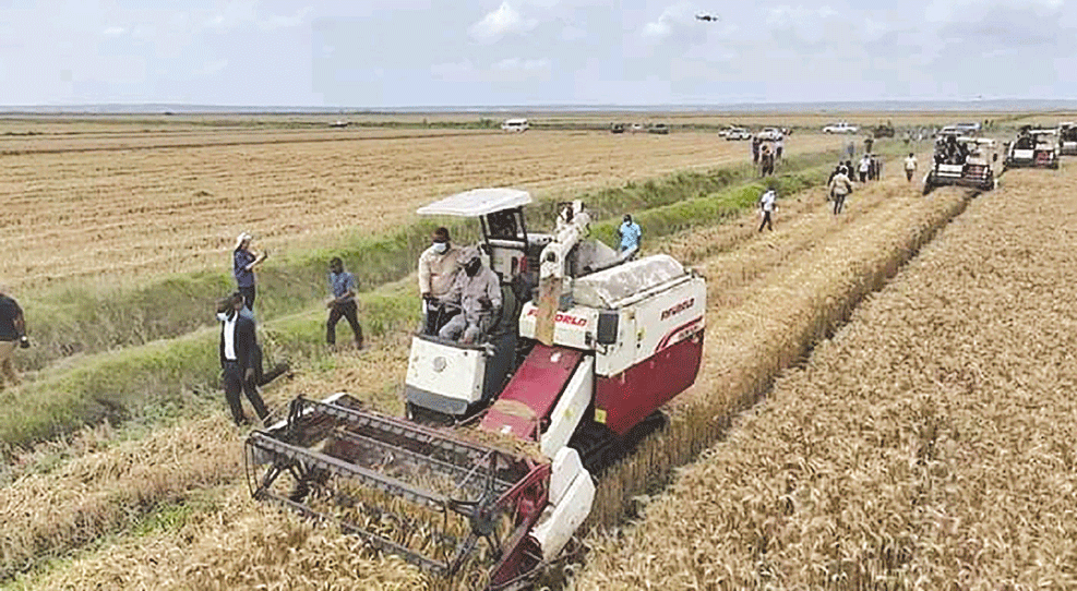 EM GAZA: Chongoene colhe 140 hectares de trigo