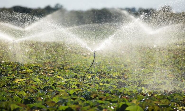 Gaza: PR procede esta manhã a entrega do Regadio 7 de Abril aos produtores de Guijá