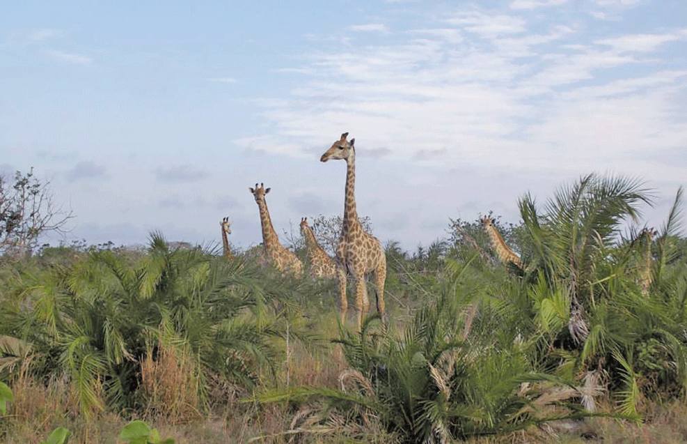 Mais de três milhões canalizados a comunidades do Parque Nacional de Maputo