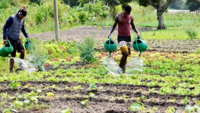 Maputo: União de Camponeses pede disseminação de leis a favor das mulheres nas zonas rurais