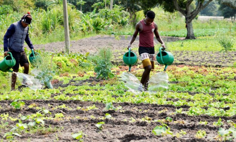 Maputo: União de Camponeses pede disseminação de leis a favor das mulheres nas zonas rurais