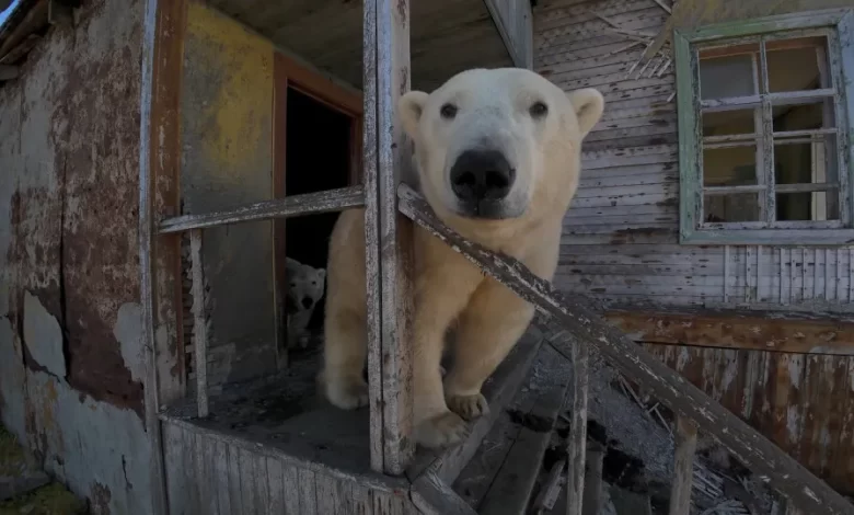 "Habitantes peludos"? Ursos polares ocupam estação soviética abandonada