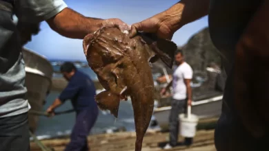 Anulada proibição da pesca do tamboril com perspetiva de reforço da quota