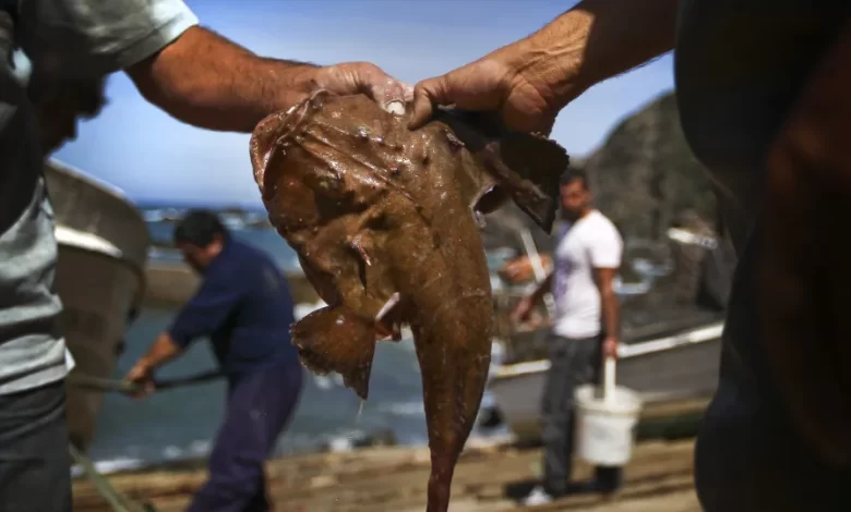 Anulada proibição da pesca do tamboril com perspetiva de reforço da quota