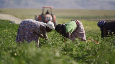 CTA defende maior coordenação e investimento para dinamizar o sector agrário