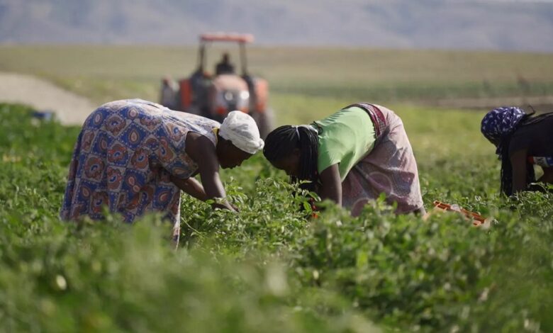 CTA defende maior coordenação e investimento para dinamizar o sector agrário