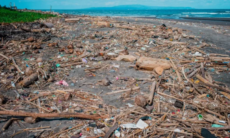 Conhecer o litoral e apanhar lixo marinho, projeto "Coastwatch" começa hoje