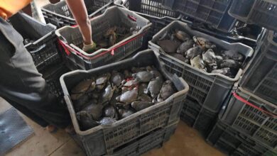 EM NAMPULA: Inspecção apreende uma tonelada de caranguejo vivo