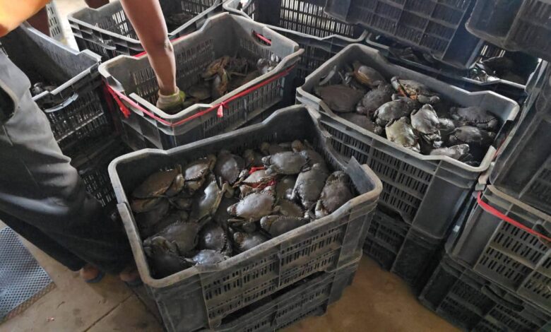 EM NAMPULA: Inspecção apreende uma tonelada de caranguejo vivo