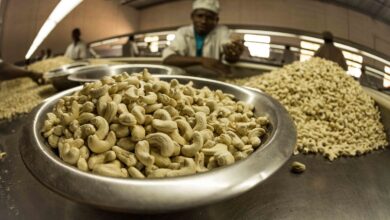 Exportadores contestam preço de referência da castanha de caju em Moçambique