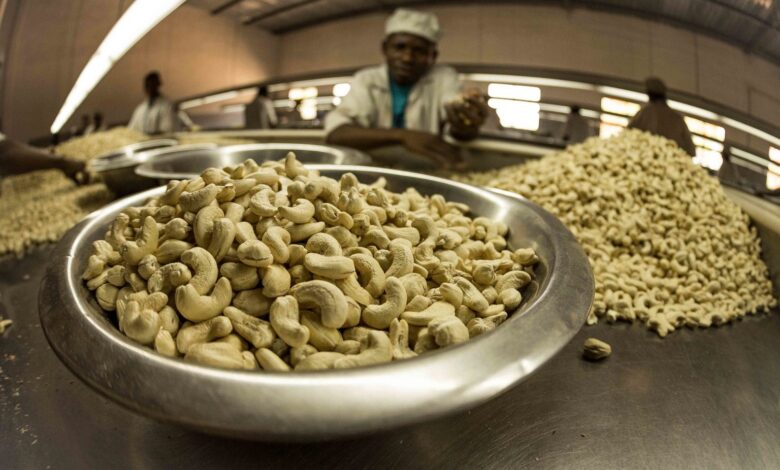 Exportadores contestam preço de referência da castanha de caju em Moçambique