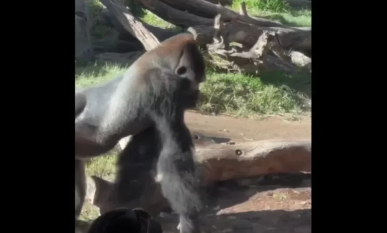 Gorila corre contra visitantes de Zoo e acaba por embater em vidro