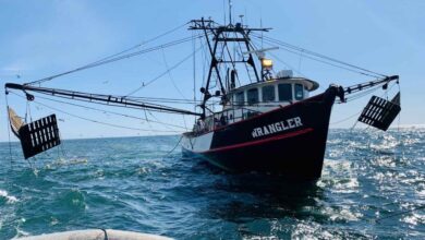Governo anuncia período de veda para pesca do camarão de superfície, caranguejo e polvo