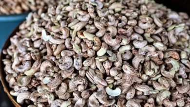 Moçambique investe 322 milhões para elevar produção de caju