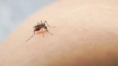 Mosquito encontrado num dos únicos locais do mundo onde nunca fora visto