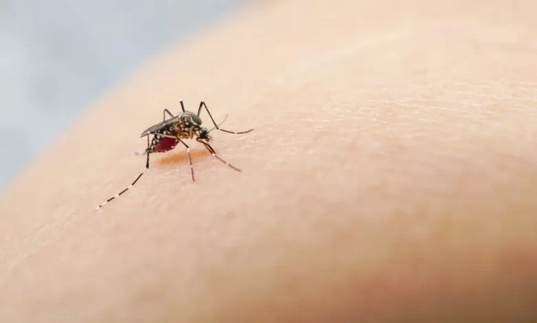 Mosquito encontrado num dos únicos locais do mundo onde nunca fora visto