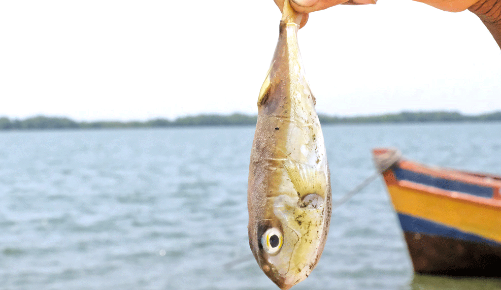 O que especialistas dizem sobre o peixe “baiacu”