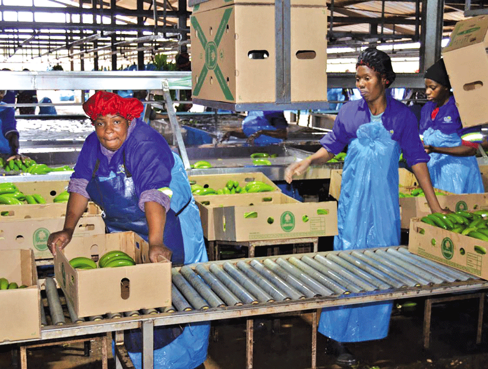 PROVÍNCIA DE MAPUTO: Agricultores incrementam produção de banana