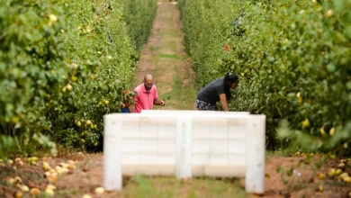 Pera rocha do Oeste com 116 mil toneladas colhidas