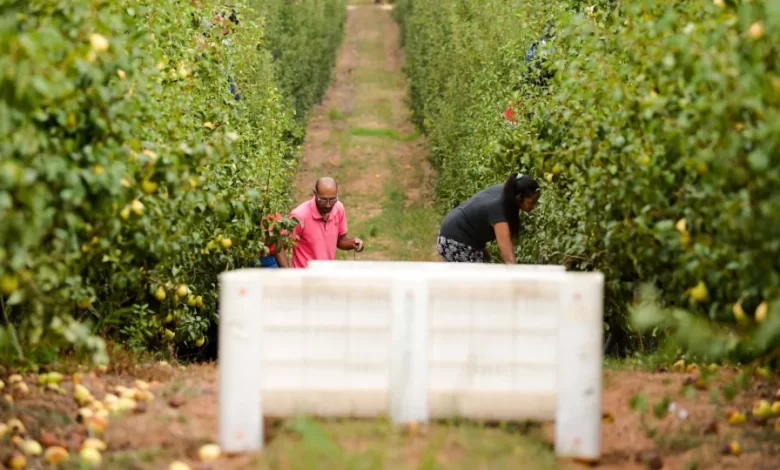 Pera rocha do Oeste com 116 mil toneladas colhidas