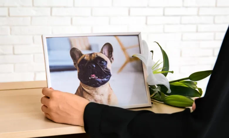 Porque sentimos dor pela morte de um animal que não é nosso?