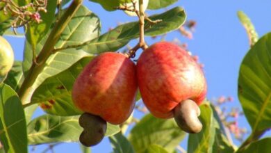 Produtores de castanha de caju alertam para os desafios na produção e comercialização