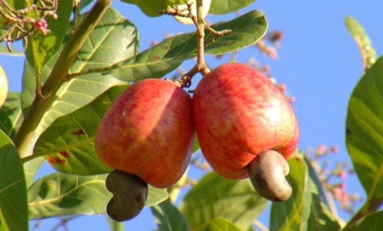 Produtores de castanha de caju alertam para os desafios na produção e comercialização