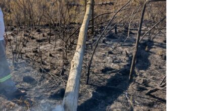 Queimadas destroem postes de energia em Gorongosa