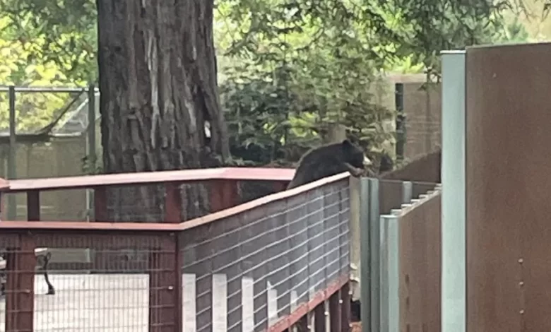 "Educado". Urso selvagem invade zoo dos EUA e visita recinto… de ursos
