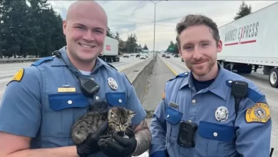 "Fofo". Polícias resgatam gato bebé junto a estrada nos EUA (e há vídeo)