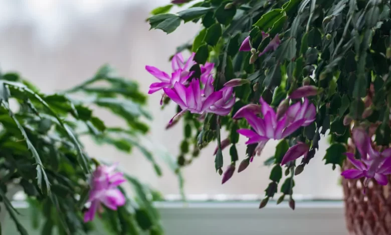 7 plantas que resistem bem ao frio dentro de casa