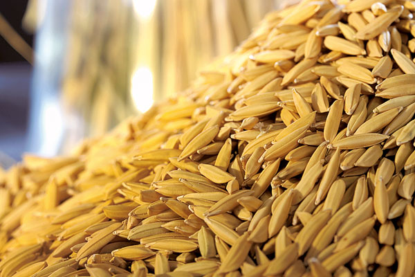 Chapo lança sementeira de arroz em Mafambisse