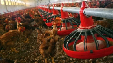 DGAV determina confinamento das aves face a "alto risco" de gripe aviária