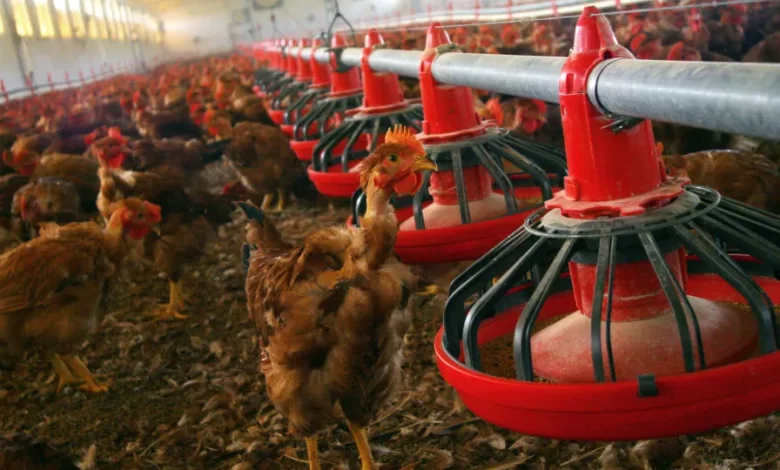 DGAV determina confinamento das aves face a "alto risco" de gripe aviária