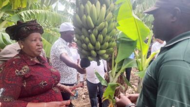 EM GUIJÁ: Qualidade de energia afecta produção de banana
