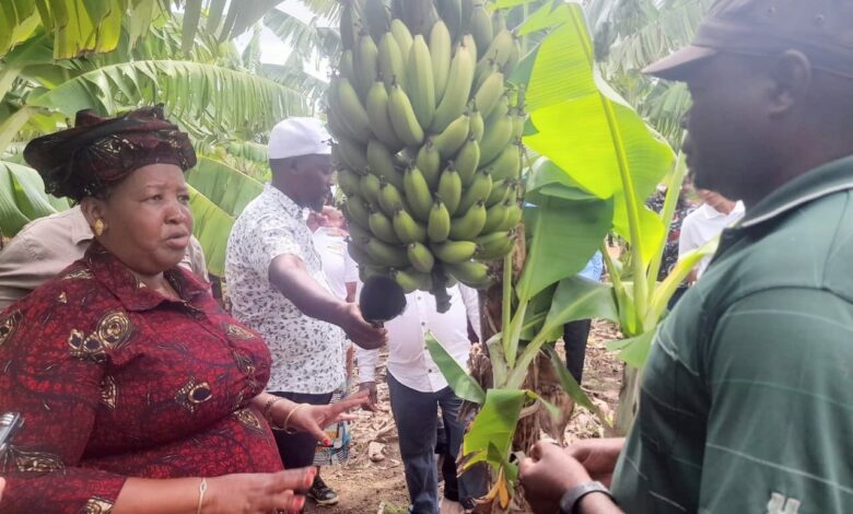 EM GUIJÁ: Qualidade de energia afecta produção de banana