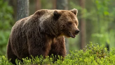 Escola lembra "dia assustador" após ataque de urso. Há onze feridos