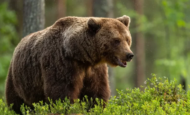 Escola lembra "dia assustador" após ataque de urso. Há onze feridos