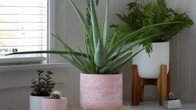 Faz bem à saúde e dá-se com pouca luz: A planta ideal para a sua sala