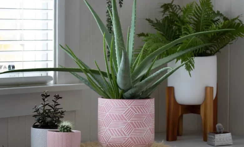 Faz bem à saúde e dá-se com pouca luz: A planta ideal para a sua sala