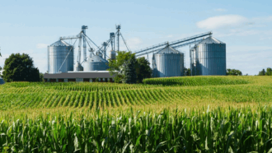 Governo vai impulsionar a agro industrialização