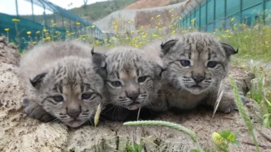 Lince ibérico espalhou-se já por mil quilómetros quadrados em Portugal