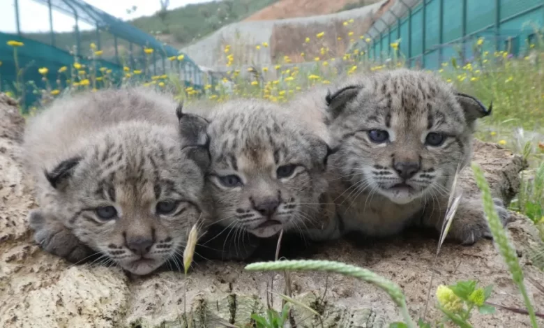 Lince ibérico espalhou-se já por mil quilómetros quadrados em Portugal