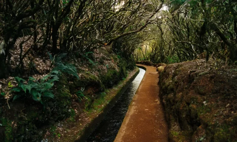 Madeira: Polaco desaparecido nas serras encontrado morto no norte da ilha