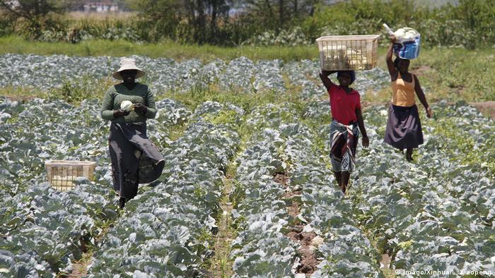 Manica espera colher 3.7 milhões de toneladas