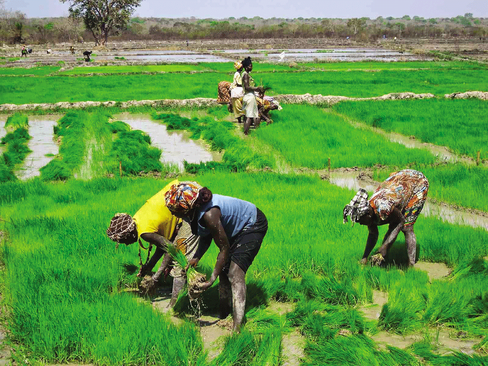 O dilema da produção de arroz