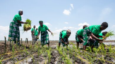 País aposta na massificação da produção de alimentos